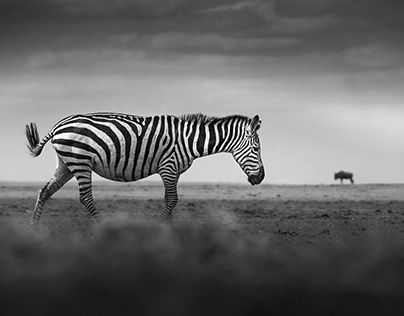 Kenya Photo Workshop | Safari Photo Studio