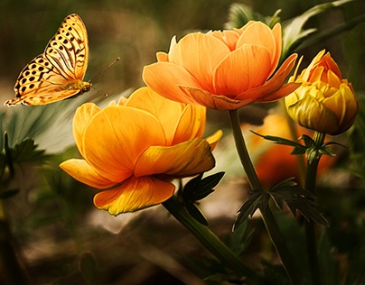 Orange Flower With Butterfly