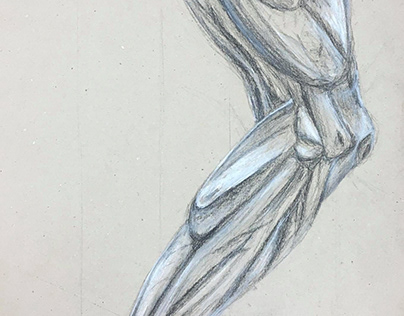 kresba svalů