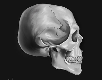 Skull study- Lateral view