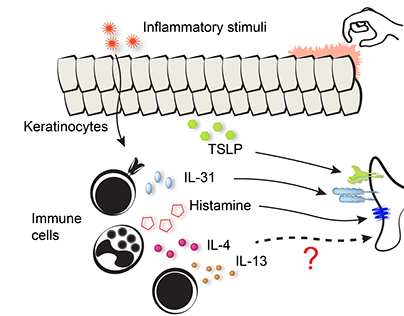 Background graphic on neuronal cytokine signaling