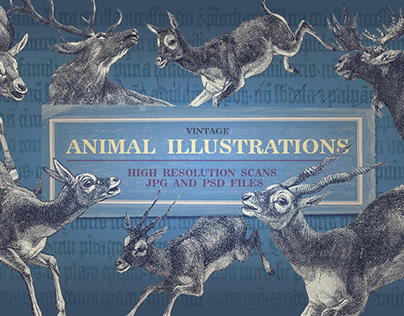 Vintage animal illustrations