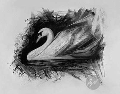 Charcoal drawing of a swan