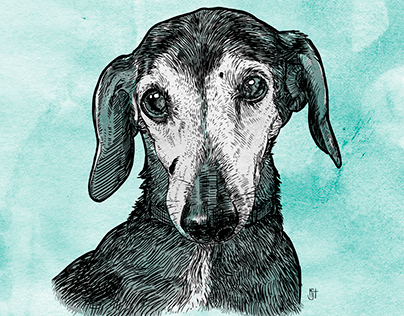 Ollie Puppy Portrait