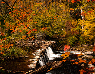 Fall at Ridley Creek State Park