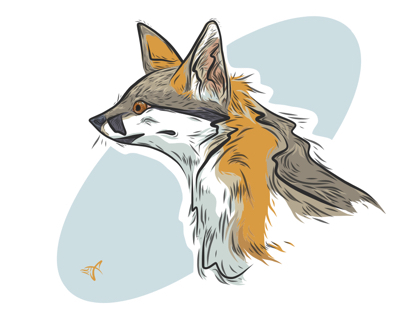 Grey Fox Profile