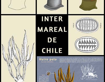 Intermareal de Chile