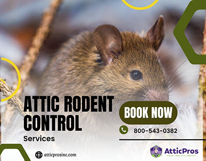 Attic Rodent Control Experts at Your Service