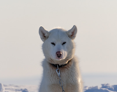 Greenlandic sled dogs