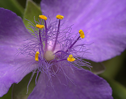 Violet with yellow pistil