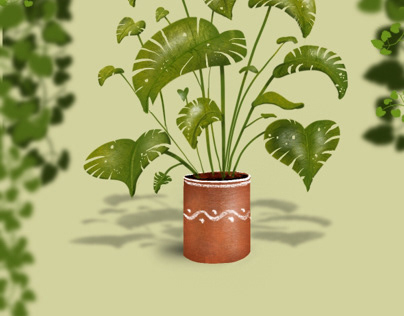 Plants - Ficus Discus?