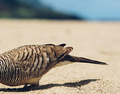 Birds of Kauai- Digital Photography