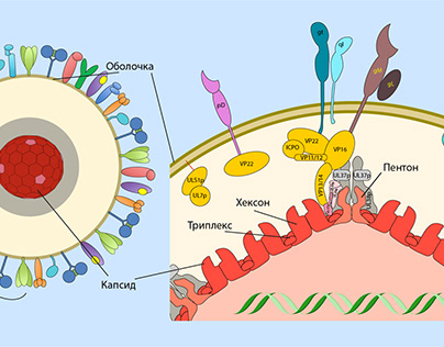 HSV-1 Cytoplasmic Envelopment and Egress