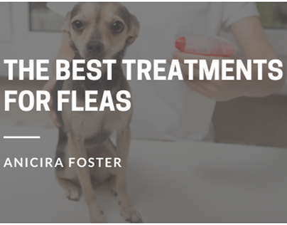 The Best Treatments For Fleas