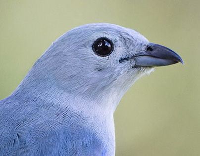 Blue-gray Tanager, Belize.