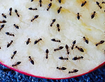 Melbourne Pest Control | Ant Control | Insect Treatment