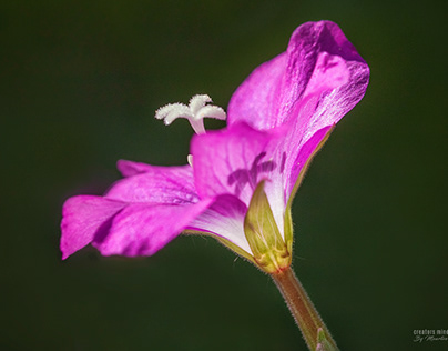Hairy Willow-herb flower