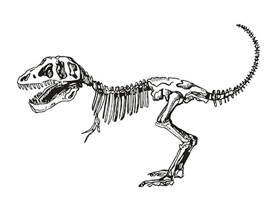 Set of Dinosaur skeleton sketches