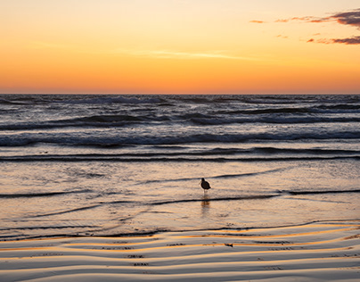 Vögel im Sonnenuntergang am Pazifik