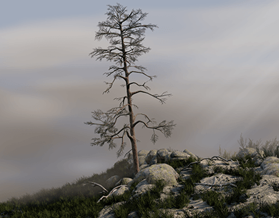 Pine (Pinus sylvestris) Vegetation Render