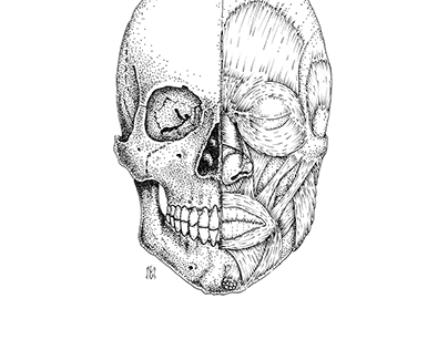 Anatomy of the skull and facial muscles