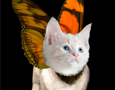 Puppy Kitty Butterfly