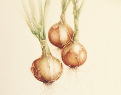Onions... Watercolor BotanicalIllustration