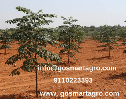 Agricultural Business land In India