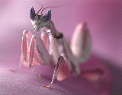 Orchid mantis 3D