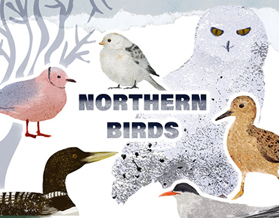 Northern Birds