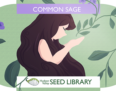 Common Sage Seed Packet Design