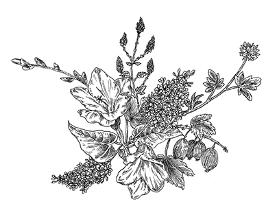 Botanicals drawn for a client