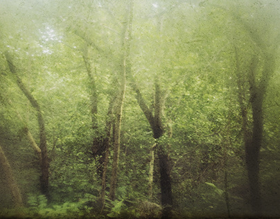 Into The Woods (Pictorialistic)