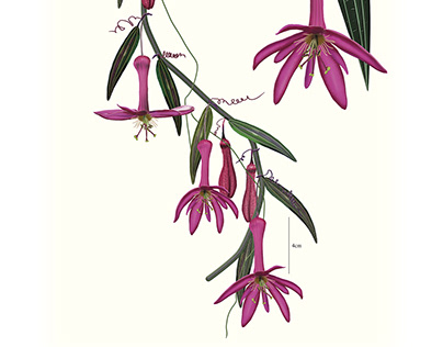 Passiflora bicuspidata