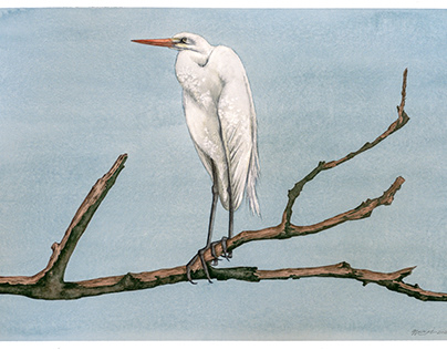 Great Egret on branch