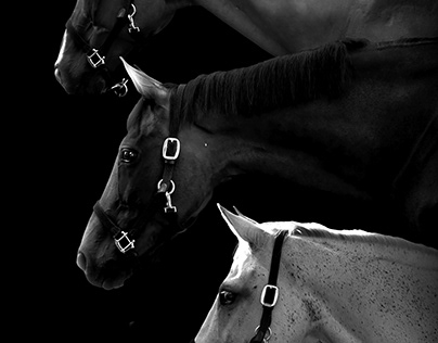 Equestrian photography and Edit Commision