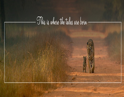 Tadoba National Park: Unveiling the Land of the Tigers