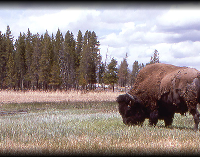 bison postcard