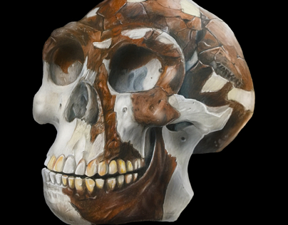 Homo Erectus Reconstruction (In Progress)