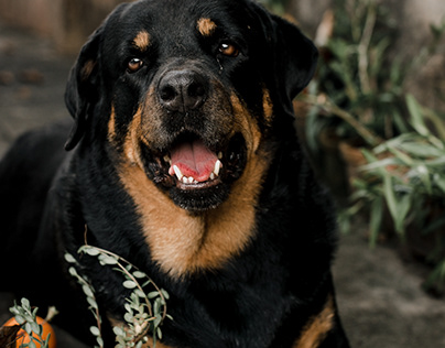 Benefits of owning a Rottweiler