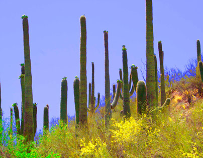 Landscape photos of Tucson area