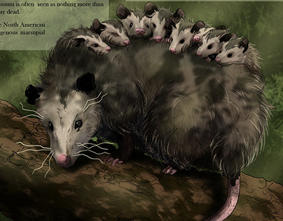 NATIONAL GEOGRAPHIC SPREAD - North American Opossum