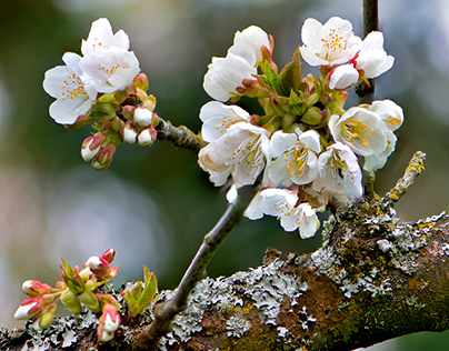 Apple Tree in Spring