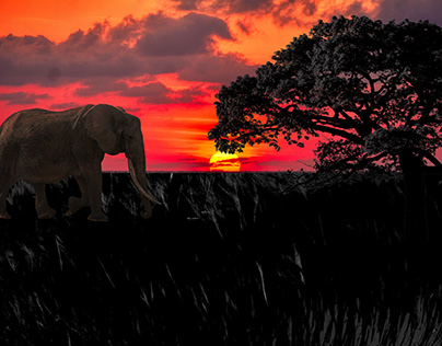 sunset migratory elephant photoshop manipulation