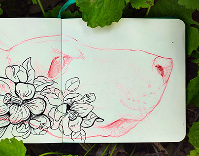 Flora and Fauna sketches | drawing series