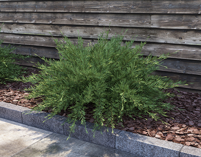Savin Juniper ( Juniperus sabina )