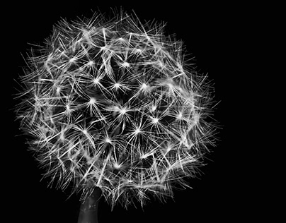 Dandelion explored in black & white (Taraxacum)