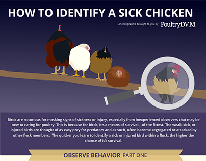 How to Identify a Sick Chicken