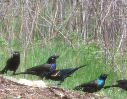 Grackles and Red-Wing