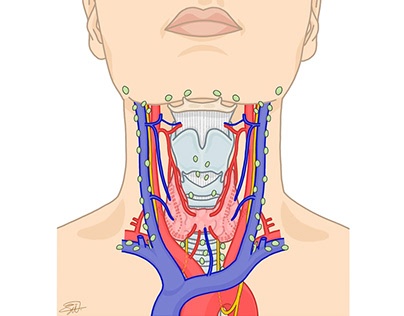 Interactive thyroid anatomy (x5 drawings)